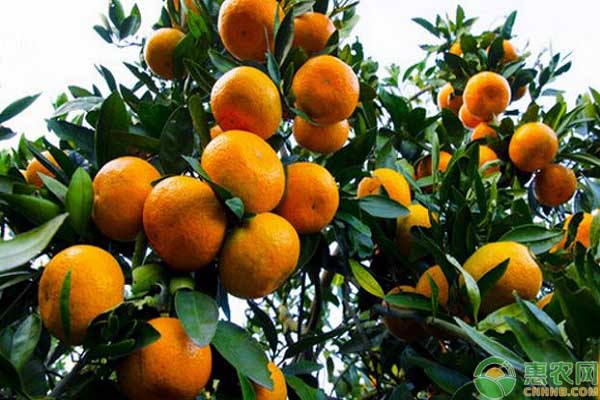 最适合在南方种植的三个柑橘品种，它们有什么特点？