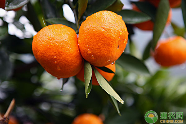 最适合在南方种植的三个柑橘品种，它们有什么特点？
